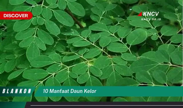 Temukan 10 Keajaiban Daun Kelor untuk Kesehatan Anda