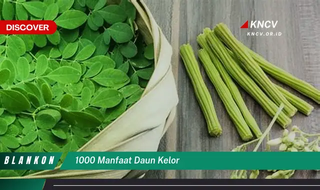 Ketahui 1000 Manfaat Daun Kelor untuk Kesehatan, Kecantikan, dan Lainnya