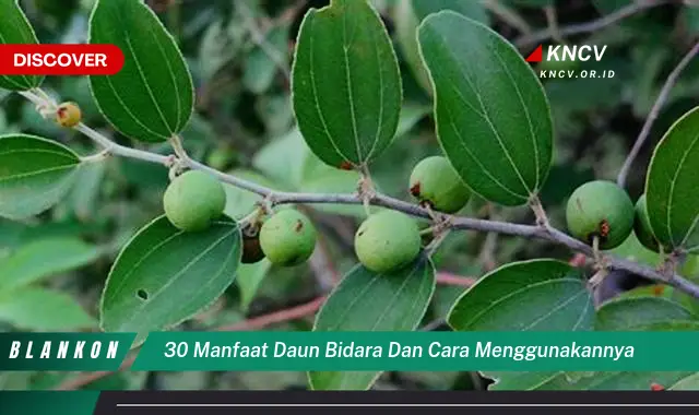 Ketahui 30 Manfaat Daun Bidara dan Cara Menggunakannya untuk Kesehatan & Kecantikan