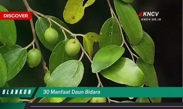 Ketahui 10 Manfaat Daun Bidara yang Jarang Diketahui