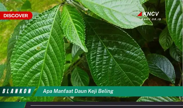 Ketahui 9 Manfaat Daun Keji Beling untuk Kesehatan Tubuh Anda