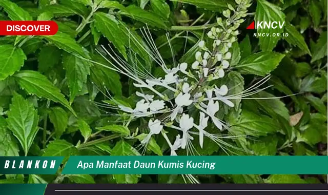 Temukan Manfaat Daun Kumis Kucing yang Jarang Diketahui