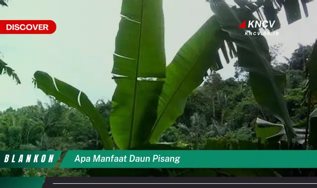 Ketahui 8 Manfaat Daun Pisang, Untuk Kesehatan, Kecantikan, dan Kehidupan Sehari,hari