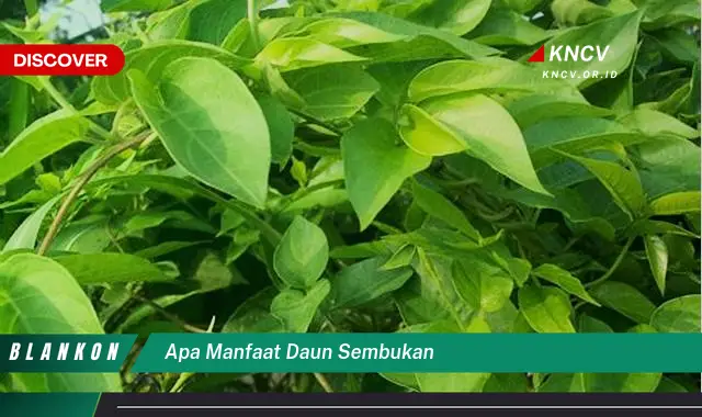 Ketahui 10 Manfaat Daun Sembukan untuk Kesehatan Anda