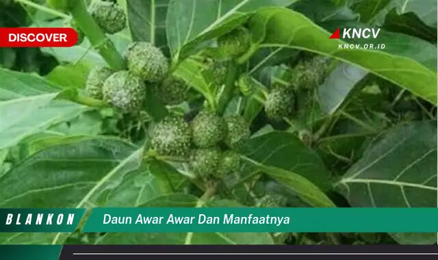 Temukan Manfaat Daun Awar-Awar yang Jarang Diketahui