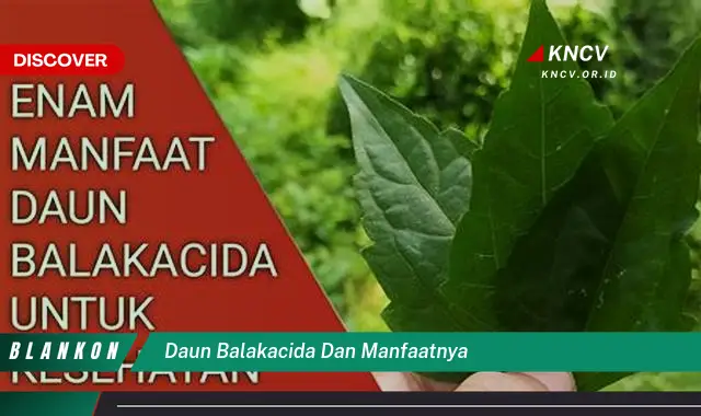 Temukan 8 Manfaat Daun Balakacida untuk Kesehatan Anda