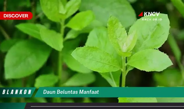 Ketahui 8 Manfaat Daun Beluntas yang Jarang Diketahui