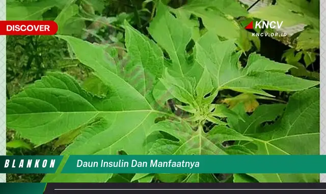 Ketahui 10 Manfaat Daun Insulin untuk Kesehatan Tubuh Anda