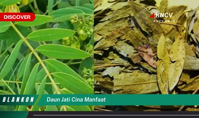 10 Manfaat Daun Jati Cina yang Jarang Diketahui