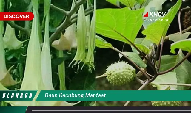 Ketahui 10 Manfaat Daun Kecubung, Efek Samping, dan Keamanannya