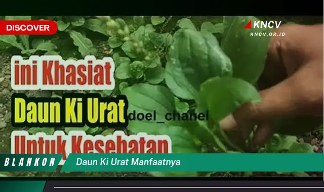 Ketahui 10 Manfaat Daun Ki Urat untuk Kesehatan Anda