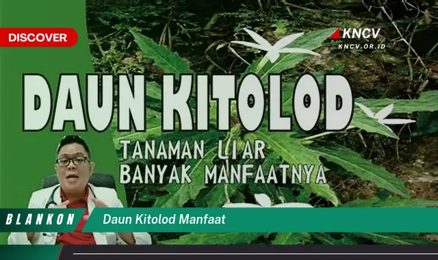 8 Manfaat Daun Kitolod yang Jarang Diketahui