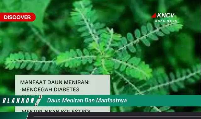 Ketahui 8 Manfaat Daun Meniran untuk Kesehatan Tubuh Anda