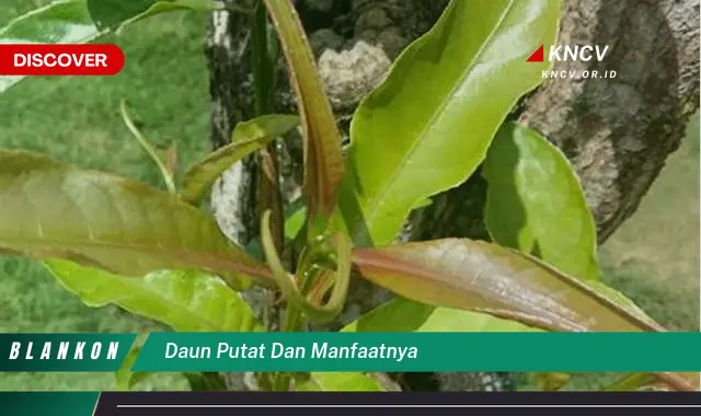 Ketahui 9 Manfaat Daun Putat untuk Kesehatan dan Kecantikan