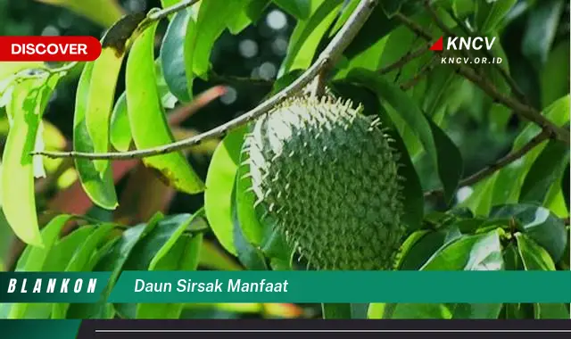 Ketahui 6 Manfaat Daun Sirsak yang Jarang Diketahui