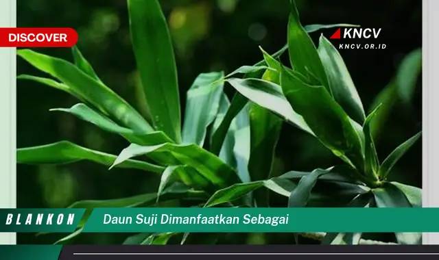 Ketahui 8 Manfaat Daun Suji Dimanfaatkan Sebagai Pewarna Alami Makanan dan Kue Tradisional