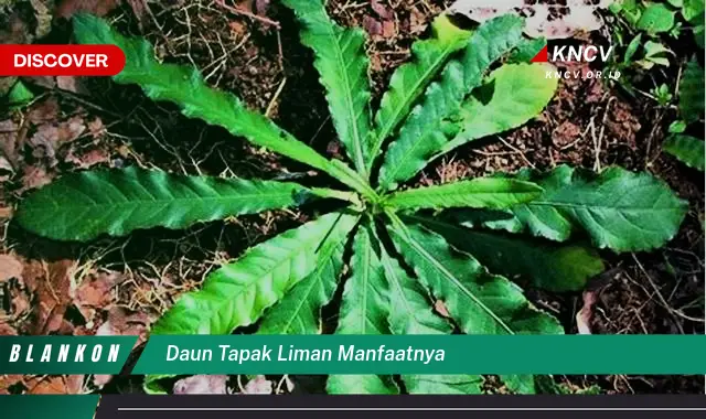 Ketahui 9 Manfaat Daun Tapak Liman untuk Kesehatan Anda