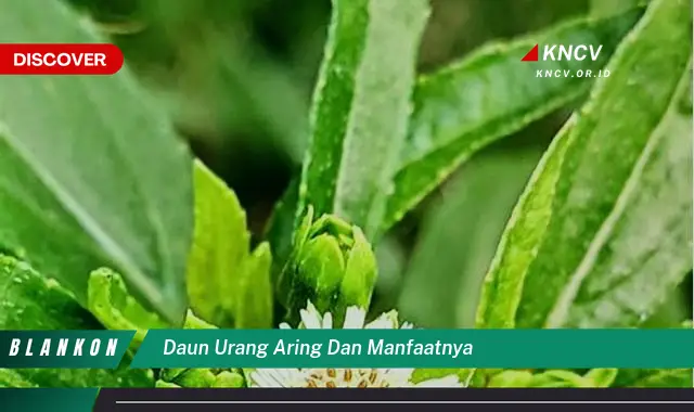 Ketahui 7 Manfaat Daun Urang Aring untuk Kesehatan