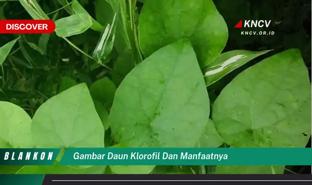 Ketahui 9 Manfaat Klorofil dari Gambar Daun dan Khasiatnya untuk Kesehatan