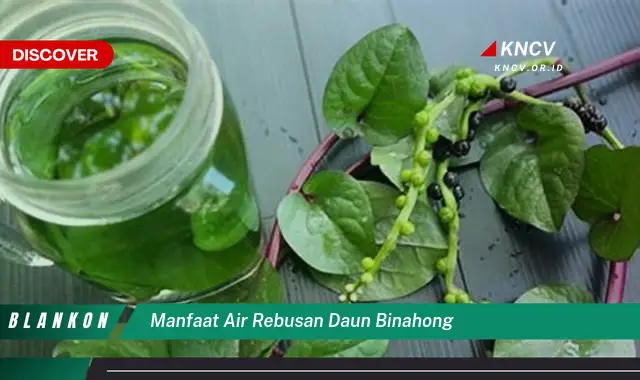 Ketahui 7 Khasiat Air Rebusan Daun Binahong