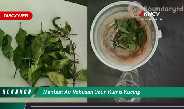 Ketahui 9 Manfaat Air Rebusan Daun Kumis Kucing untuk Kesehatan Ginjal dan Saluran Kemih Anda