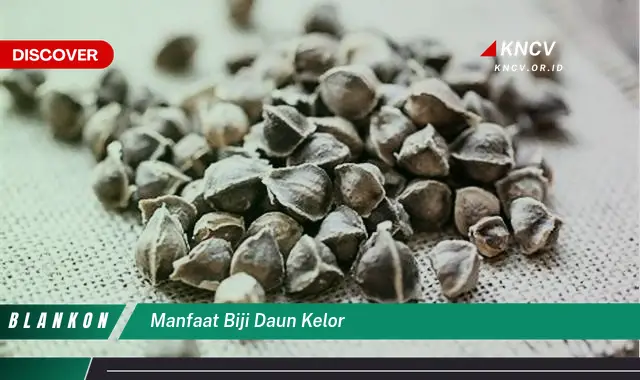 Ketahui 10 Manfaat Biji dan Daun Kelor untuk Kesehatan dan Kecantikan Anda