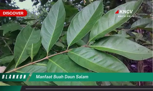 Temukan 7 Manfaat Ajaib Buah Daun Salam