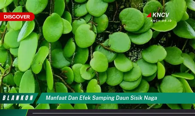 Ketahui 10 Manfaat dan Efek Samping Daun Sisik Naga untuk Kesehatan Anda