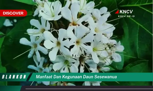 Ketahui 10 Manfaat Daun Sesewanua untuk Kesehatan,  Khasiat Tradisional dan Cara Penggunaannya