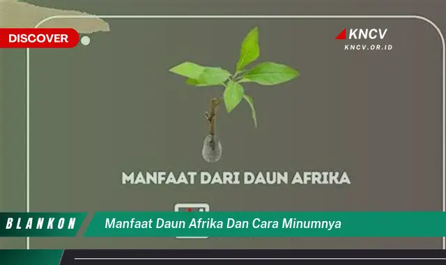 Ketahui 9 Manfaat Daun Afrika untuk Kesehatan dan Cara Minum yang Benar