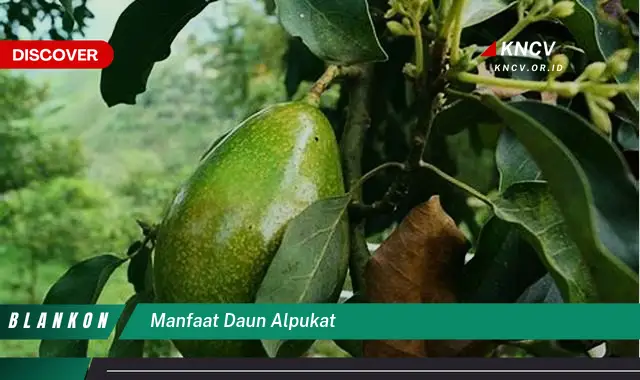 Ketahui 9 Manfaat Daun Alpukat yang Jarang Diketahui