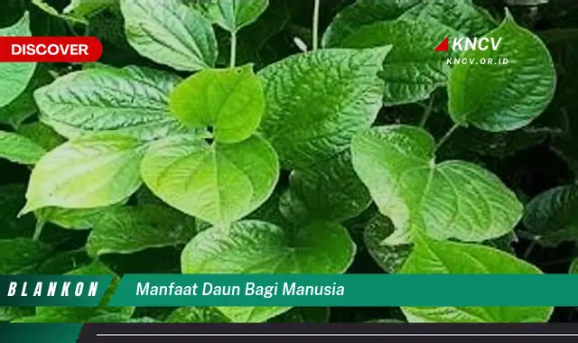 Ketahui 9 Manfaat Daun Bagi Manusia,  Dari Kesehatan Hingga Kecantikan