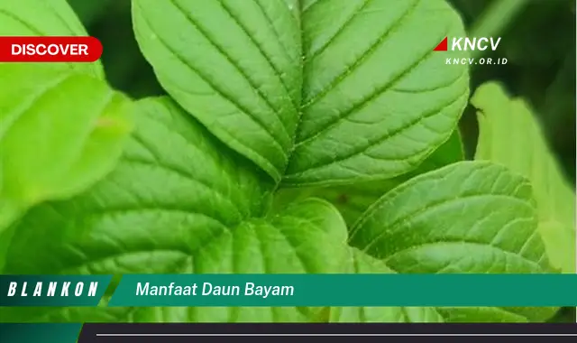 Ketahui 9 Manfaat Daun Bayam untuk Kesehatan Tubuh Anda