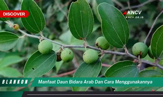 Temukan Manfaat Daun Bidara Arab & Cara Pakainya