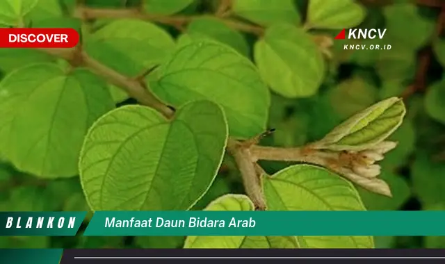 Ketahui 7 Manfaat Daun Bidara Arab yang Jarang Diketahui