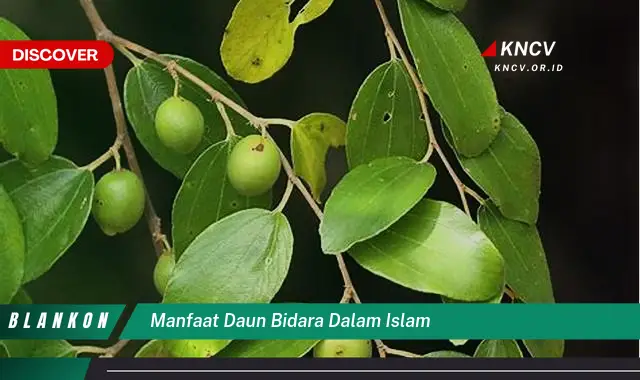 Ketahui 7 Manfaat Daun Bidara dalam Islam yang Jarang Diketahui