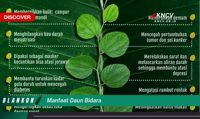 Ketahui 10 Manfaat Daun Bidara untuk Kesehatan Tubuh dan Kecantikan Kulit