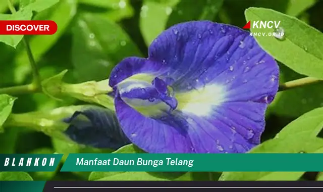 9 Manfaat Daun Bunga Telang yang Jarang Diketahui