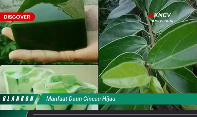 9 Manfaat Daun Cincau Hijau untuk Kesehatan Anda