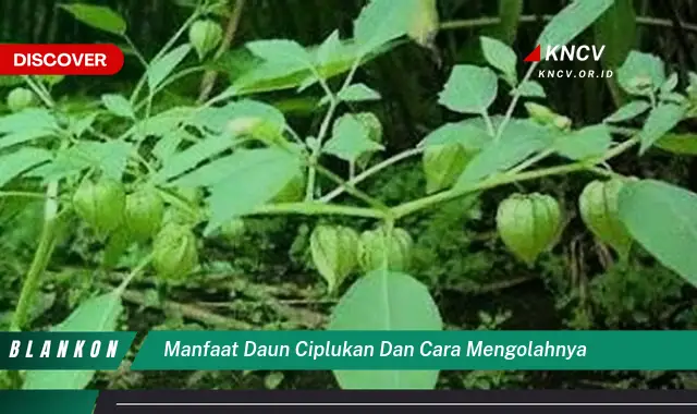 Ketahui 7 Manfaat Daun Ciplukan yang Jarang Diketahui