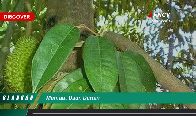 Ketahui 9 Manfaat Daun Durian untuk Kesehatan Anda