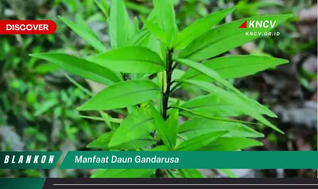 Temukan 7 Manfaat Daun Gandarusa untuk Kesehatan