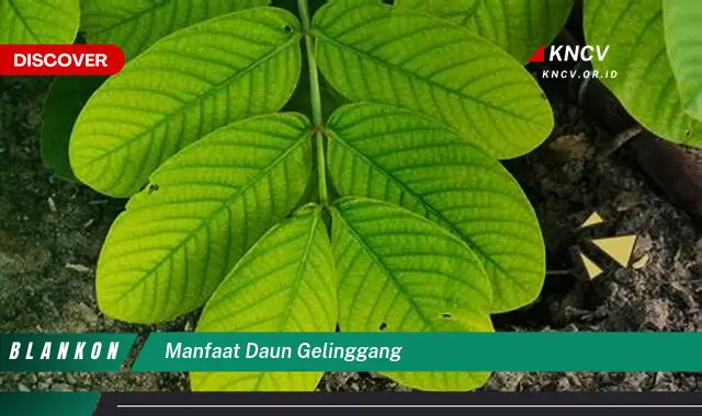 Ketahui 6 Manfaat Daun Gelinggang yang Jarang Diketahui