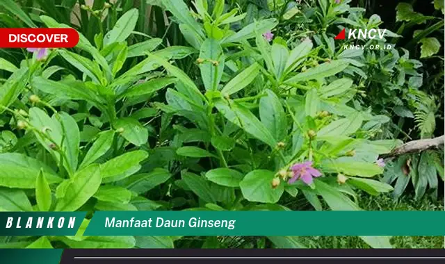 Ketahui 10 Manfaat Daun Ginseng yang Jarang Diketahui