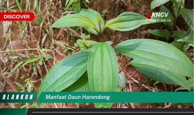 Temukan Manfaat Daun Harendong Yang Jarang Diketahui