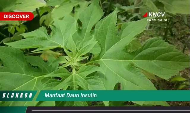 Ketahui 7 Manfaat Daun Insulin yang Jarang Diketahui