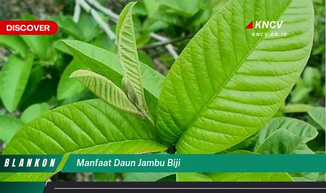 Ketahui 10 Manfaat Daun Jambu Biji untuk Kesehatan, Kecantikan, dan Cara Mengolahnya