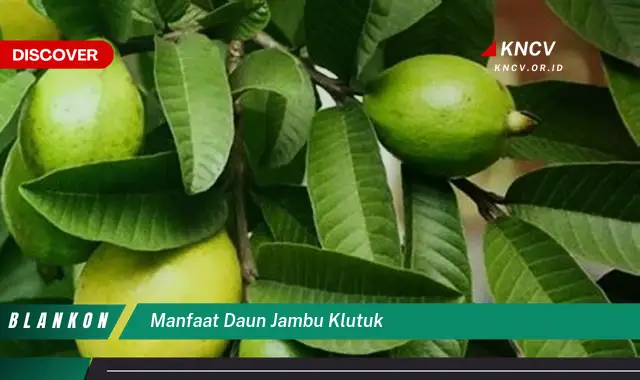 Ketahui 10 Manfaat Daun Jambu Klutuk untuk Kesehatan Anda