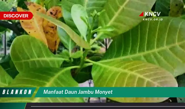 10 Manfaat Daun Jambu Monyet untuk Kesehatan