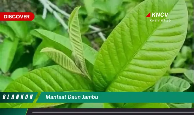 Ketahui 10 Manfaat Daun Jambu yang Jarang Diketahui